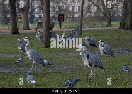 Grey Heron Ardea cinerea Regents Park Central London winter Stock Photo