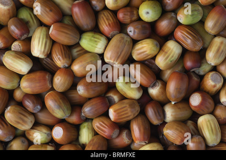 Acorns Stock Photo