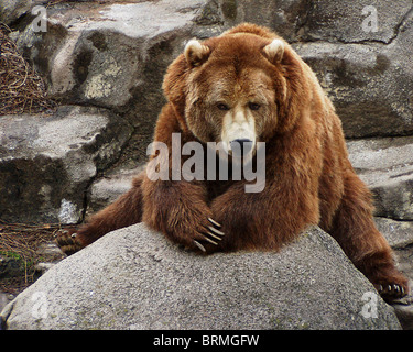 large brown bear waiting on the rocks Stock Photo