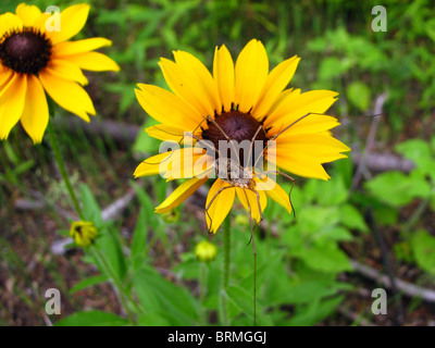 Daddy Longlegs (Harvestman) Spider on a flower in Ontario, Canada Stock Photo