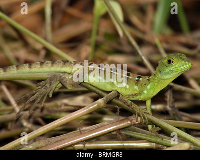 Juvenile Green Basilisk (Basiliscus plumifrons), AKA Jesus Christ Lizard, in Tortuguero, Costa Rica Stock Photo