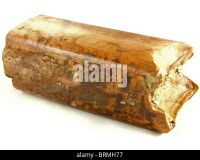 Megatherium sp. (tooth from an extinct Giant Ground Sloth) 50,000 years old Collected from Patagonia (Argentina) Stock Photo