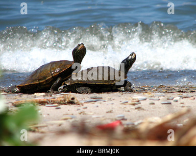 Northern Map Turtles Basking on Shore of Lake Erie (Ontario, Canada) Stock Photo