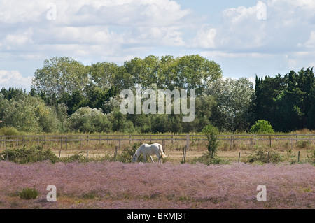 wild horse in Camargue park, France Stock Photo