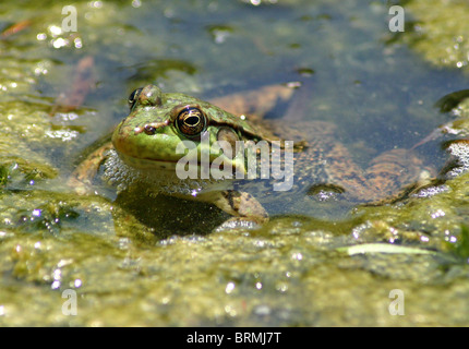 close up of a frog swimming in the muck Stock Photo
