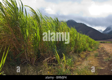 Large sugar cane plantation with cloudy sky Stock Photo