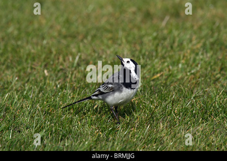 Pied / White Wagtail (Motacilla alba) - looking up for danger Stock Photo