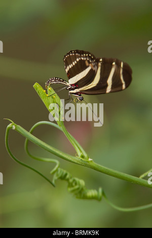 Zebra Longwing Butterfly laying eggs on Passion vine Stock Photo