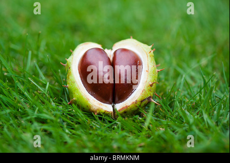 Aesculus Hippocastanum seed. Horse chestnuts. Conkers in the grass Stock Photo