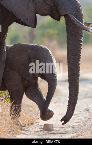 Elephant calf kicking a stone while standing next to an adult Stock Photo