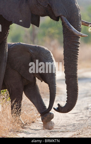 Elephant calf playing with a stone while standing next to an adult Stock Photo