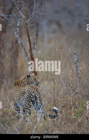 A leopard searching for prey in a woodland during the dry season Stock Photo