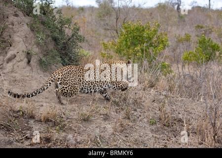 A male leopard in a crouched position slinking away Stock Photo