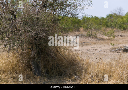 A well-concealed leopard resting in a shady hollow in a thicket formed by long grass and low-hanging branches