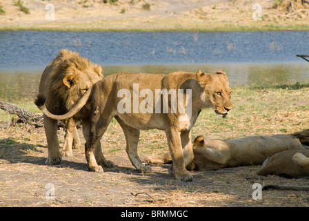 Lion sniffing a lioness Stock Photo