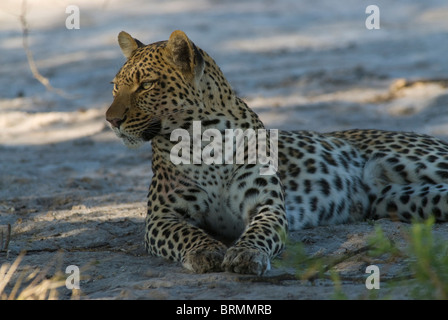 Portrait of a leopard resting in the shade