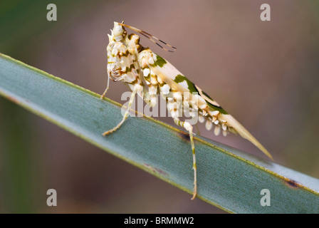 A close up of a green and white striped  praying mantis standing on a green leaf Stock Photo