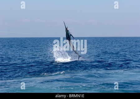 A chartered sportfishing boat returns from the Pacific Ocean with a huge  blue marlin to proudly display on the docks at Kailua-Kona on the Big  Island of Hawaii in Hawaii, USA. These