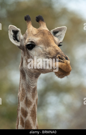 Giraffe portrait Stock Photo