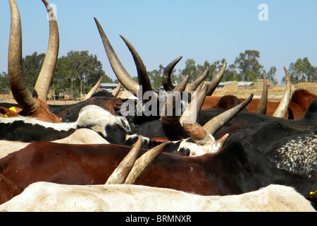 Close-up of horns of herd of Ankole cattle Stock Photo