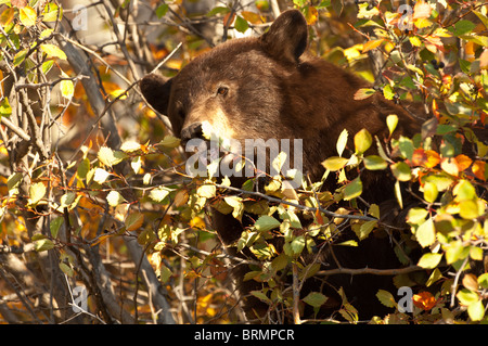 Stock photo of an America black bear feeding on berries in a river hawthorne shrub, Grand Teton National Park, Wyoming