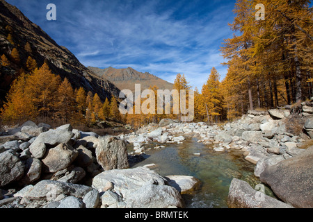 Landscape in Gran Paradiso National Park with larches in autumn colors. Stock Photo