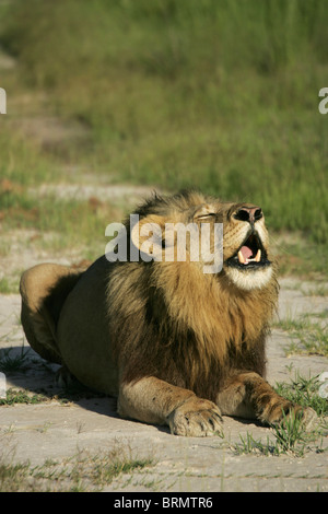 Male lion lying down and roaring Stock Photo