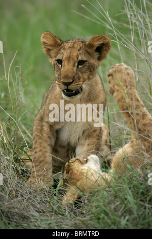 Lion cubs at play in long grass, Stock Photo