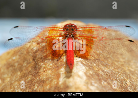A red dragonfly perched on a rock Stock Photo