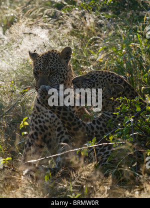 Two leopards play fighting Stock Photo