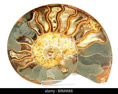 Cleoniceras cleon (12' ammonite found in the Morondava region, Madagascar) 80 million years old (Upper Cretaceous) Stock Photo