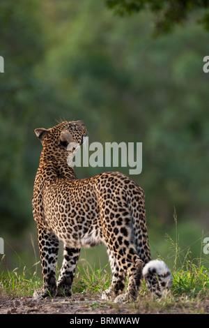 A leopard with its back to the camera and its head raised looking up into a tree Stock Photo