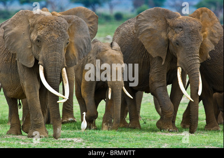 Elephants (Loxodonta africana) herd with Echo the matriarch who was the most studied and tracked elephant in the world Stock Photo