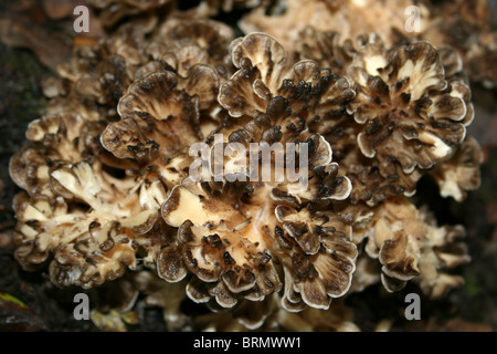 Hen-of-the-Woods In Detail Grifola frondosa Taken at Dibbinsdale LNR, Wirral, UK Stock Photo