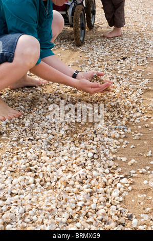 Family at the beach looking at shells Stock Photo - Alamy
