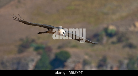 Bearded vulture in flight against the backdrop of the Drakensberg Stock Photo