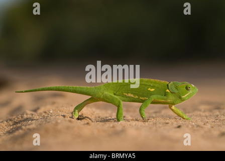 Chameleon walking along the ground Stock Photo