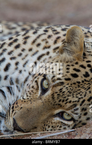 Tight portrait of a male leopard lying on the ground Stock Photo