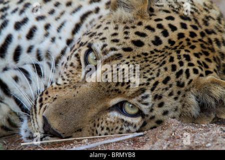 Tight portrait of a male leopard lying on the ground looking upwards Stock Photo