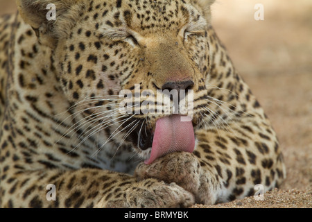 Tight portrait of a male leopard licking its paw Stock Photo