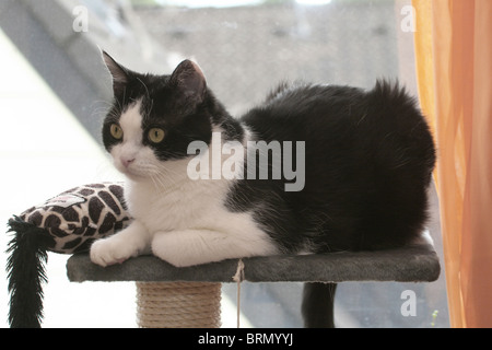Domestic Cat (Felis silvestris, Felis catus). 11 year old tomcat lying on a scratching post. Stock Photo