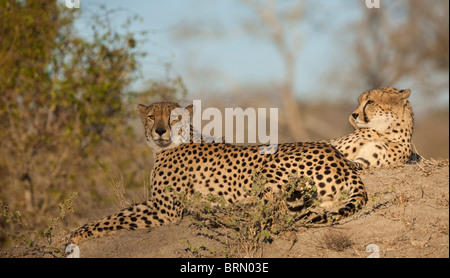 Two cheetah resting on a termite mound in warm light Stock Photo