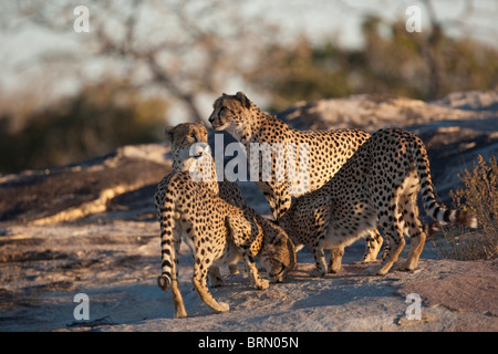 Cheetah crowd around an interesting scent marking on a rock Stock Photo