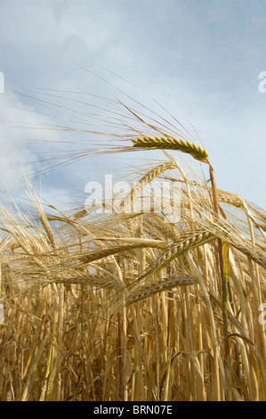 Field of barley ripening Stock Photo