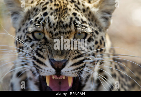 Tight portrait of a leopard snarling Stock Photo