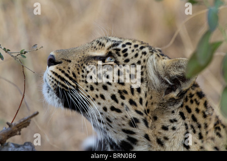 Portrait of a female leopard looking up into a tree Stock Photo