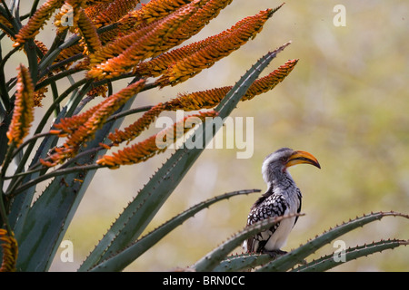 Yellow-Billed hornbill perched on a flowering aloe Stock Photo