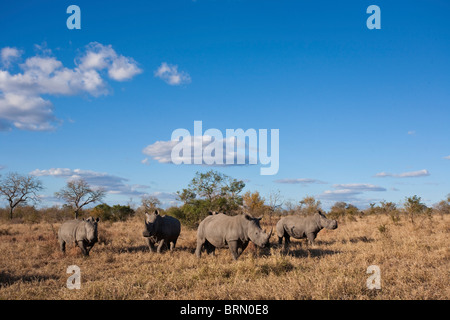Scenic view of white rhino herd on an open dry savanna Stock Photo