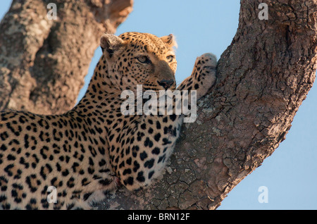 Portrait of a Leopard with its paw raised against a tree trunk resting on the branches and looking into the distance Stock Photo