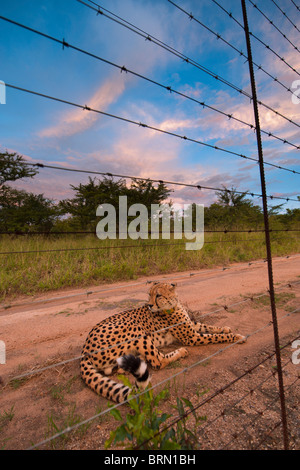 Cheetah lying on a sand road behind a barbed wire fence Stock Photo